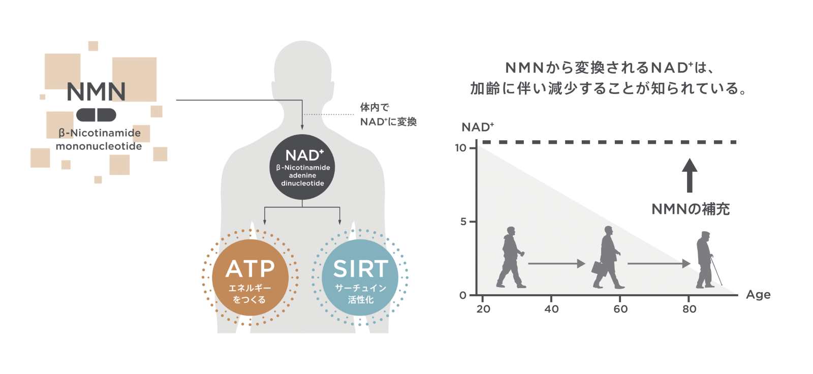NMNから変換されるNAD+は、加齢に伴い減少することが知られている。